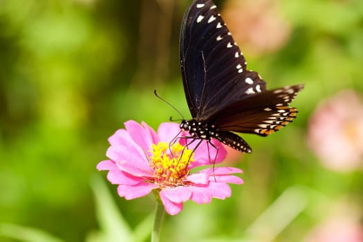 Butterfly,close-up of insect in nature on flower