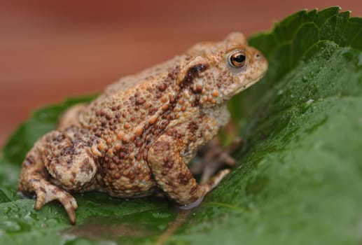 Common toad