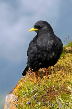 Mountain chough
