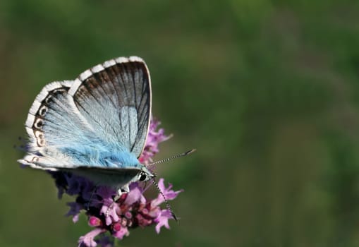 Silver-green blue