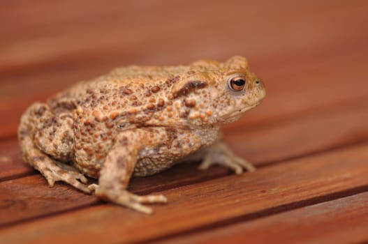 Common toad
