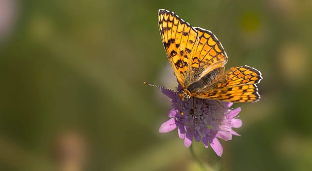 Western Fritillary 1