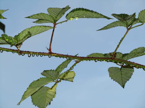 Blackberry leaves - Rubus