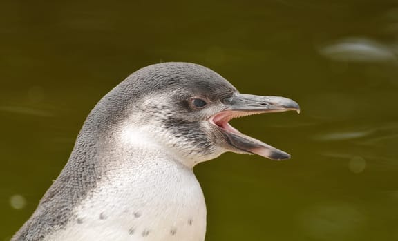young penguin