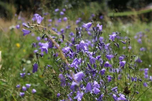 Bluebell meadow