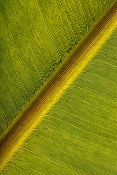 A close up shot of banana leaf placed diagonally