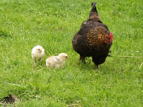 (chicken farm) or (chicken field)