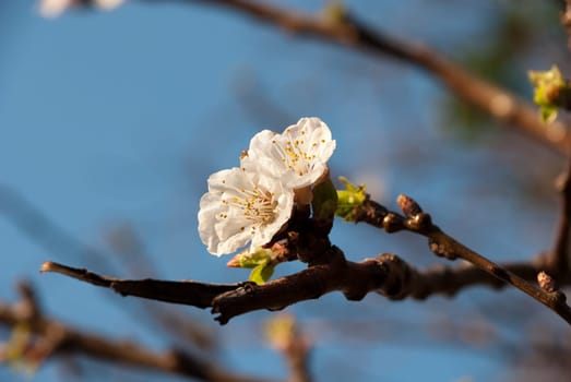 macro of a cherry blossom in spring