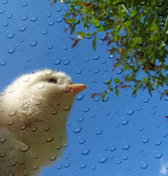Funny Chicks