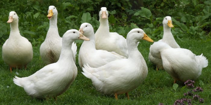 young duck