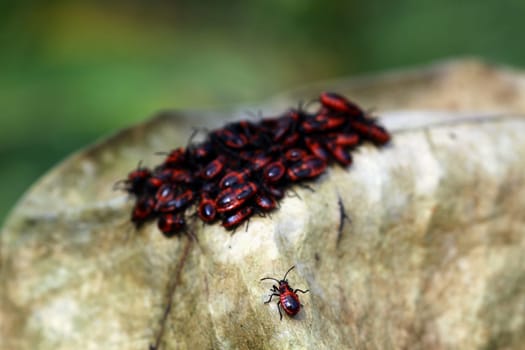 Nymphs of Pyrrhocoris apterus: Firebugs live sociably,with the groups held together by pheromones. In case of danger,the groups disperse by alarm pheromones ...