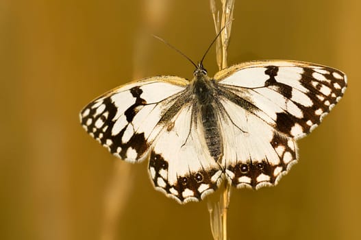 Checkerboard butterfly monochrome