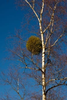 Mistletoe Mistletoe Tree Birch High Sky Blue Parasite Plant