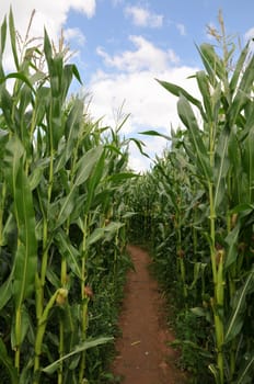 Corn Maze