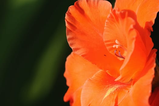 gladiolus