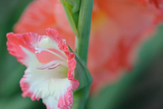 gladiolus