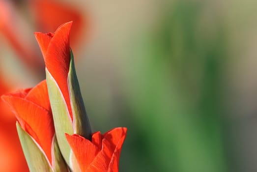 gladiolus