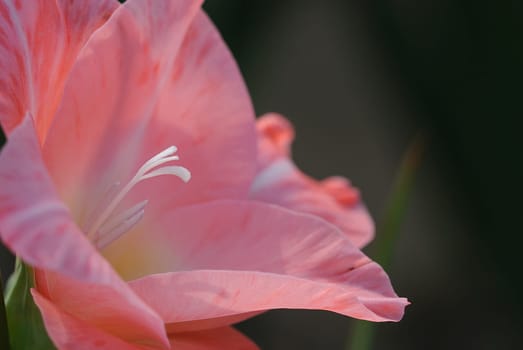 gladiolus