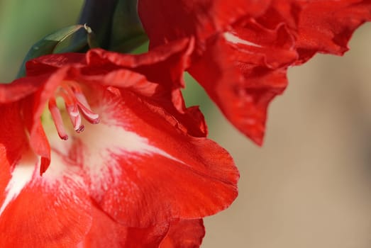 gladiolus