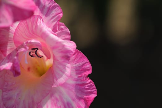 gladiolus