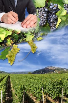 photo montages of vines and grapes for the harvest of the great wines of France