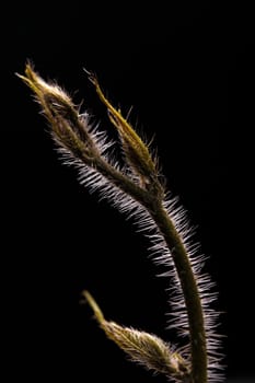 Young climber with sharp and long bristles on black background