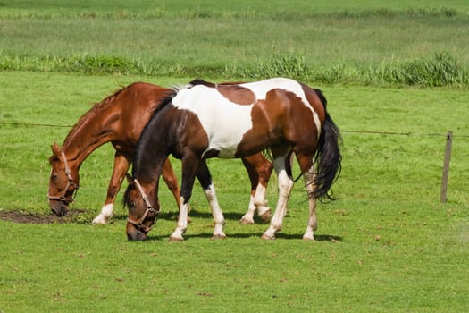 Grassland with two grazing horses on sunny summerday in the country