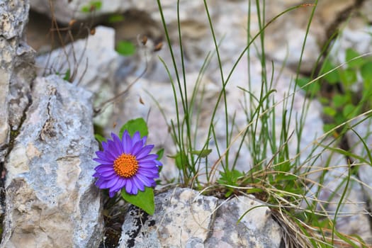 a beautiful purple wildflowers on a mountain slope