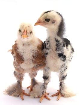 Funny Chicks