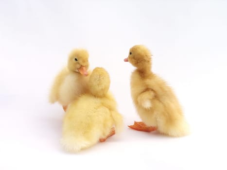 Freshly hatched cute ducklings