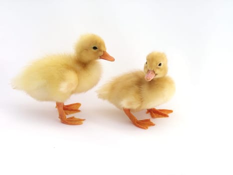 Freshly hatched cute ducklings