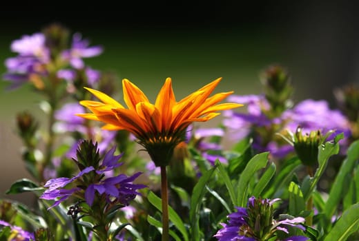 Colors of Nature II