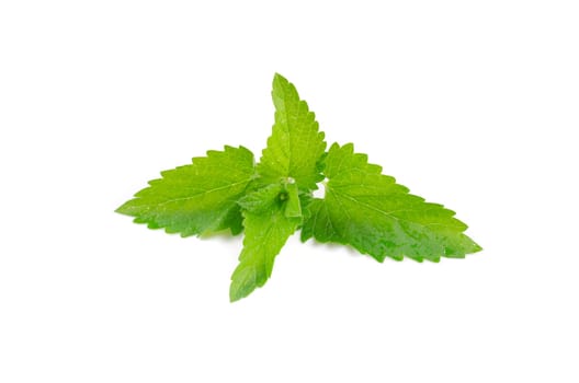 Green fresh mint isolated on white background