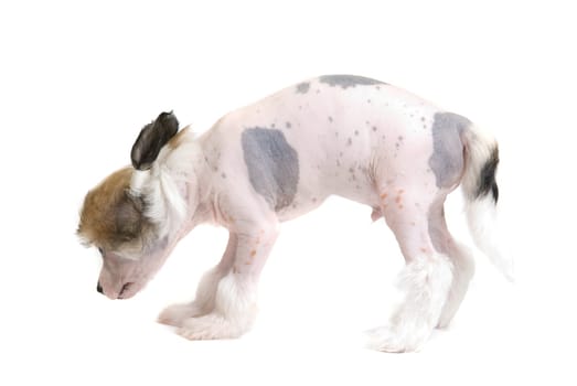 Chinese Crested puppy isolated on a white background