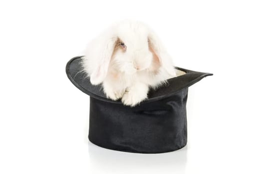 White rabbit at black hat isolated on a white background