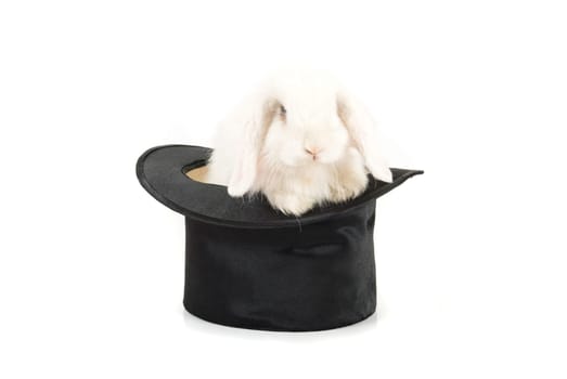 Little rabbit at black hat isolated on a white background