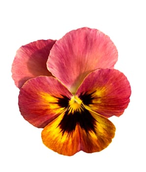 single pansy flower blossom isolated on white background