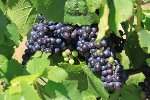 bunches of grapes on vines in a vineyard before harvest
