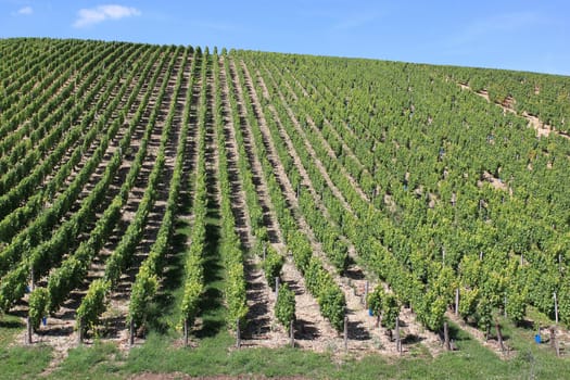 landscape with rows of twenty in a vineyard view