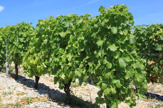 bunches of grapes on vines in a vineyard before harvest