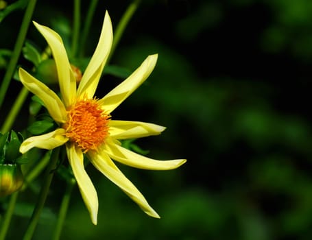 dahlia