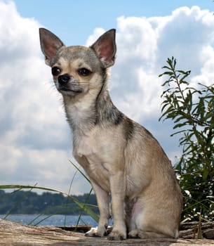portrait of a chihuahua-pet at the beach
