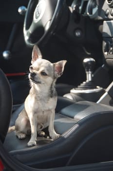 portrait of a chihuahua-pet in a car