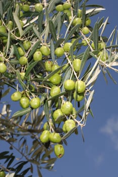 Olive tree