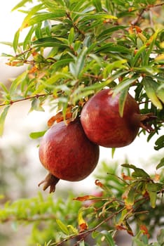 Pomegranate Tree