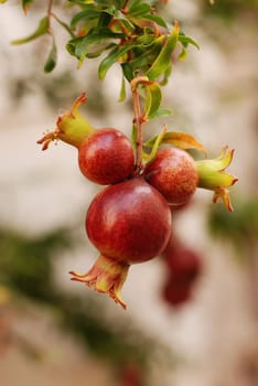 Pomegranate Tree