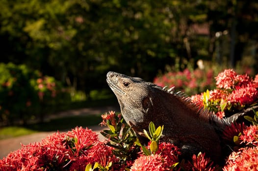Image of a large Iguana on top of a flowered hedge in Costa Rica