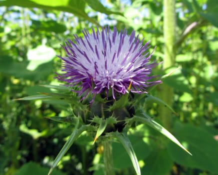 Milk thistle - silybum marianum