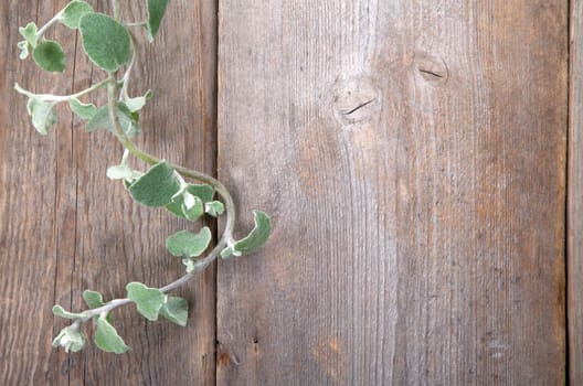Leaves over wooden background.With copy space