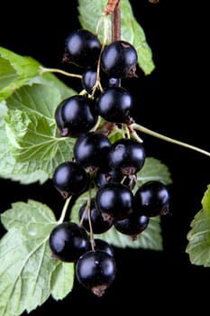 Macro of black currant on black reflective background
